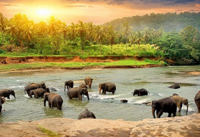 Top 10 Wildlife Sanctuaries National Parks in Kerala