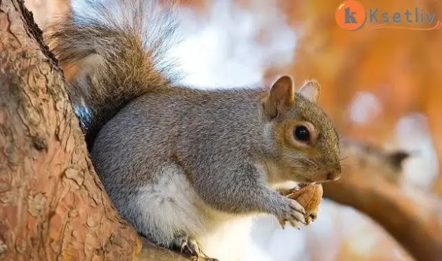 What do you know about the squirrel and where it lives?
