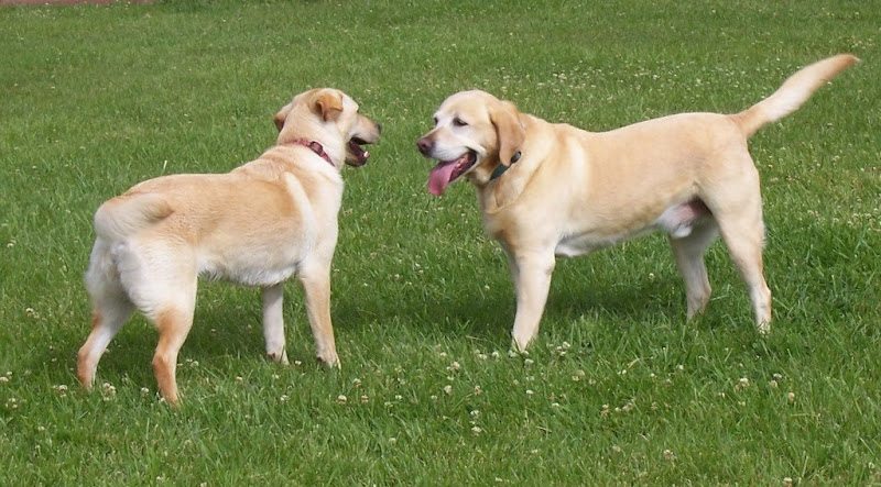 cabana standing face to face in a grassy field with an older male yellow Lab 