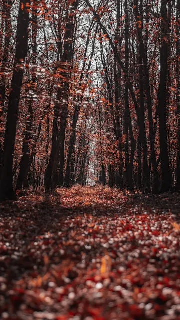 Autumn, Nature, Forest, Trees, Path Wallpaper.