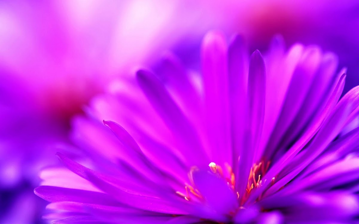 Purple Flower Widescreen Wallpaper