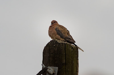 Laughing Dove at Loutra, Lesvos