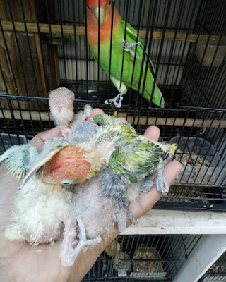  pemaen usang atau gres berdasarkan aku wajib menguasai sistem ini Sistem Ternak Babuan Pada Lovebird