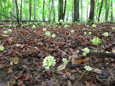 Woodland White Round Flower