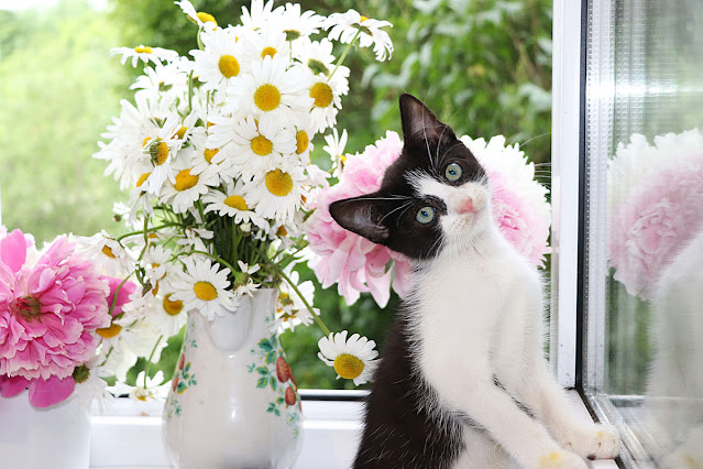 A curious kitten by some vases of flowers. Being kind to people and to pets can change the world; here's why.