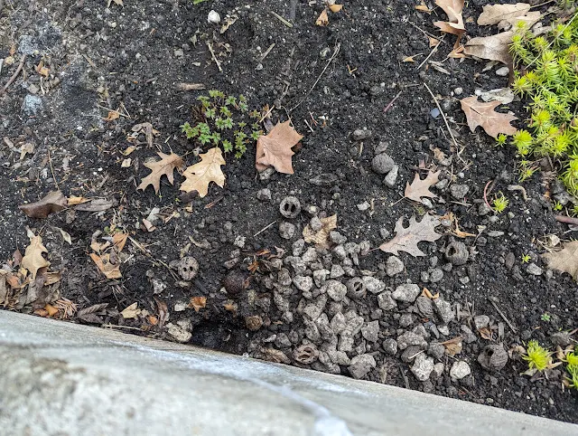 Chipmunk Under Stoop - End of Winter Hibernation - Entrance Hole