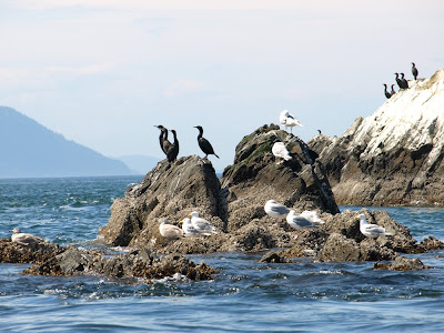 bird rookery