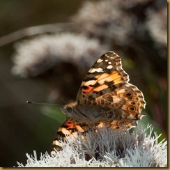 Painted Lady, Cynthia cardui