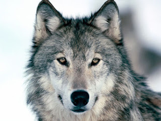 wolf wolve gray white black species dog hybrid