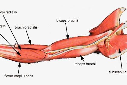 All Muscles In The Body Labelled - GCSE PE - Label Blank Muscles -With Key Words - Edexcel ... / Today we'll be looking at the 10 largest muscles in the body and ranking them according to their average muscle mass.