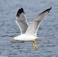 Gaviota patiamarilla