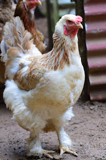 Costa Rica Brahma Hen