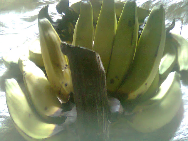 Buah Pisang Hasil Dikarbit