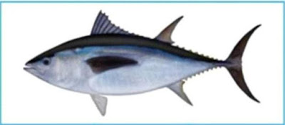 Ikan Tuna Sirip Biru (Blue Fin Tuna)