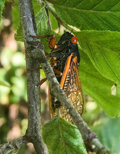 Brood X Cicada in east Tennessee