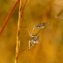 La Mantis Palo ó Empusa Pennata