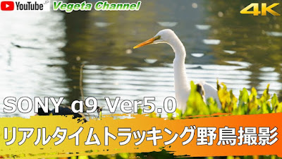  SONY α9 Ver.5.0 リアルタイムトラッキング野鳥・カワセミ撮影