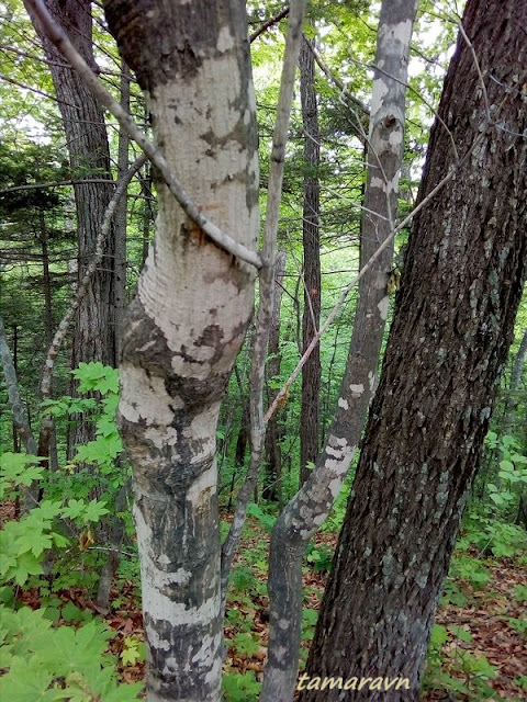 Клён ложнозибольдов (Acer pseudosieboldianum)