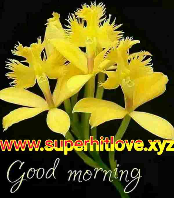 good morning status for love _ good morning message for friends- morning status WhatsApp- good morning status- suprabhat message for lovers