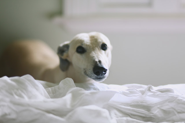 greyhound photography melbourne