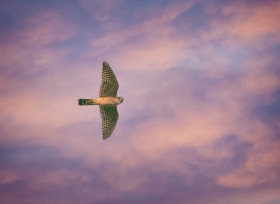 Merlin flying at dusk.