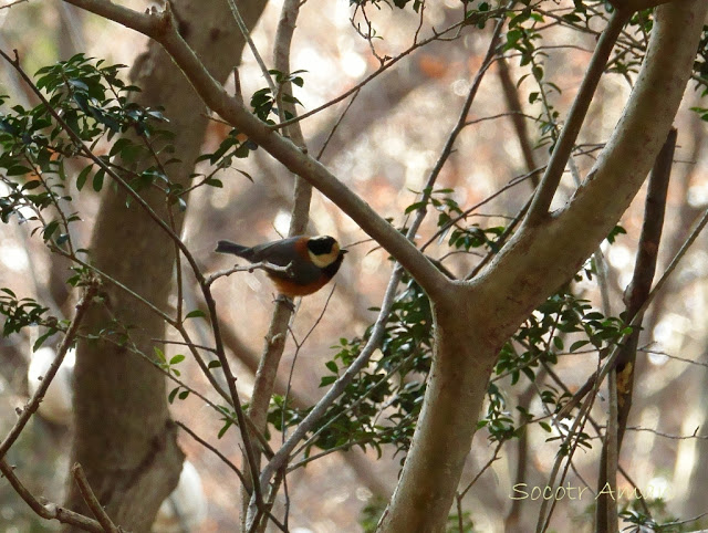 Parus varius