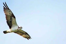 bird, flight, Osprey, Kin Dam, Okinawa