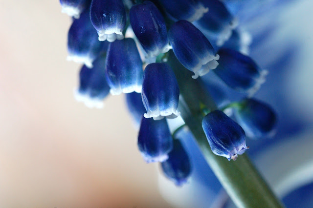 Muscari