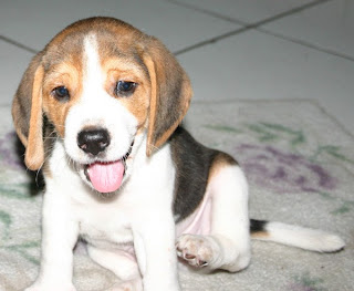 American Foxhound Puppy Picture