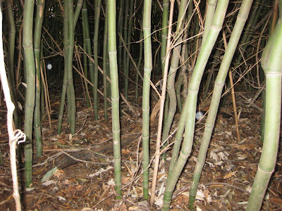 bamboo grove in west virginia, yellow grove bamboo