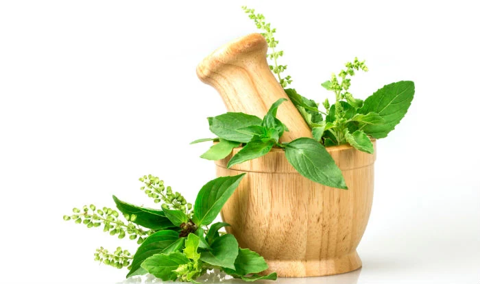 আয়ুর্বেদিক উপায়ে তুলসী পাতার কয়েকটি গুরুত্বপূর্ণ সুবিধা |There are some important benefits of basil leaves in Ayurvedic way