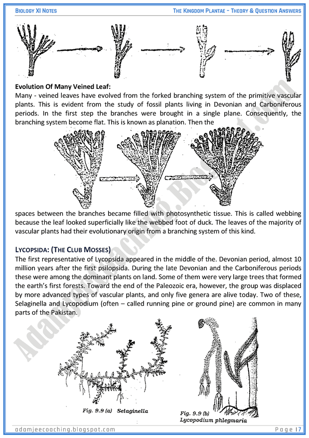 kingdom-plantae-descriptive-question-answers-biology-11th