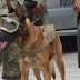 HEROES CANINOS (2 parte)