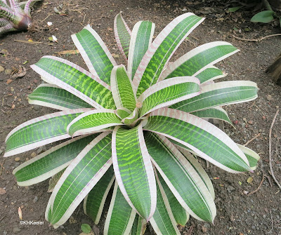 bromeliad with white-edged leaves