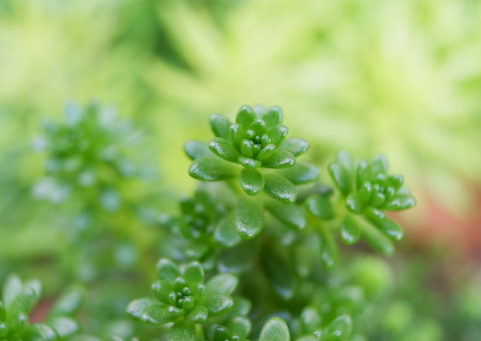 多肉植物 オカタイトゴメ 特徴と育て方 草日和 Kusabiyori