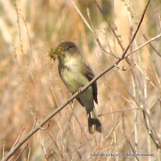 Eastern Phoebe