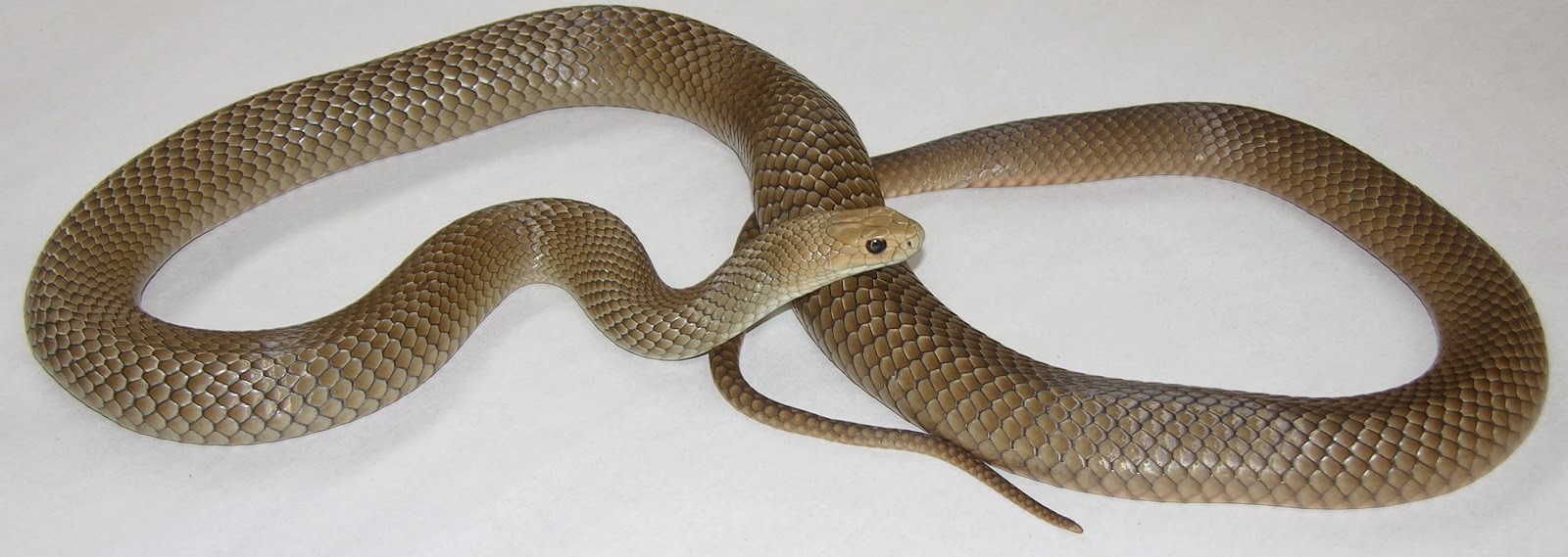 100 Snakes In Brisbane Backyards Eric Vanderduys 593 Best