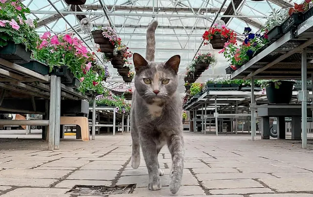 Oakridge Nursery & Landscaping resident cat