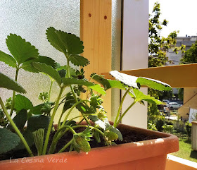 fragole sul balcone