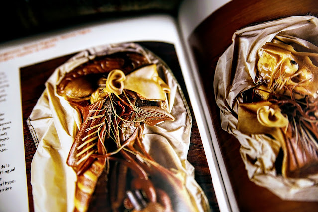 przekrój głowy Encyclopaedia Anatomica Taschen