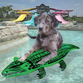 Image result for nipclub water park