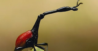 Strange animals, giraffes Beetles