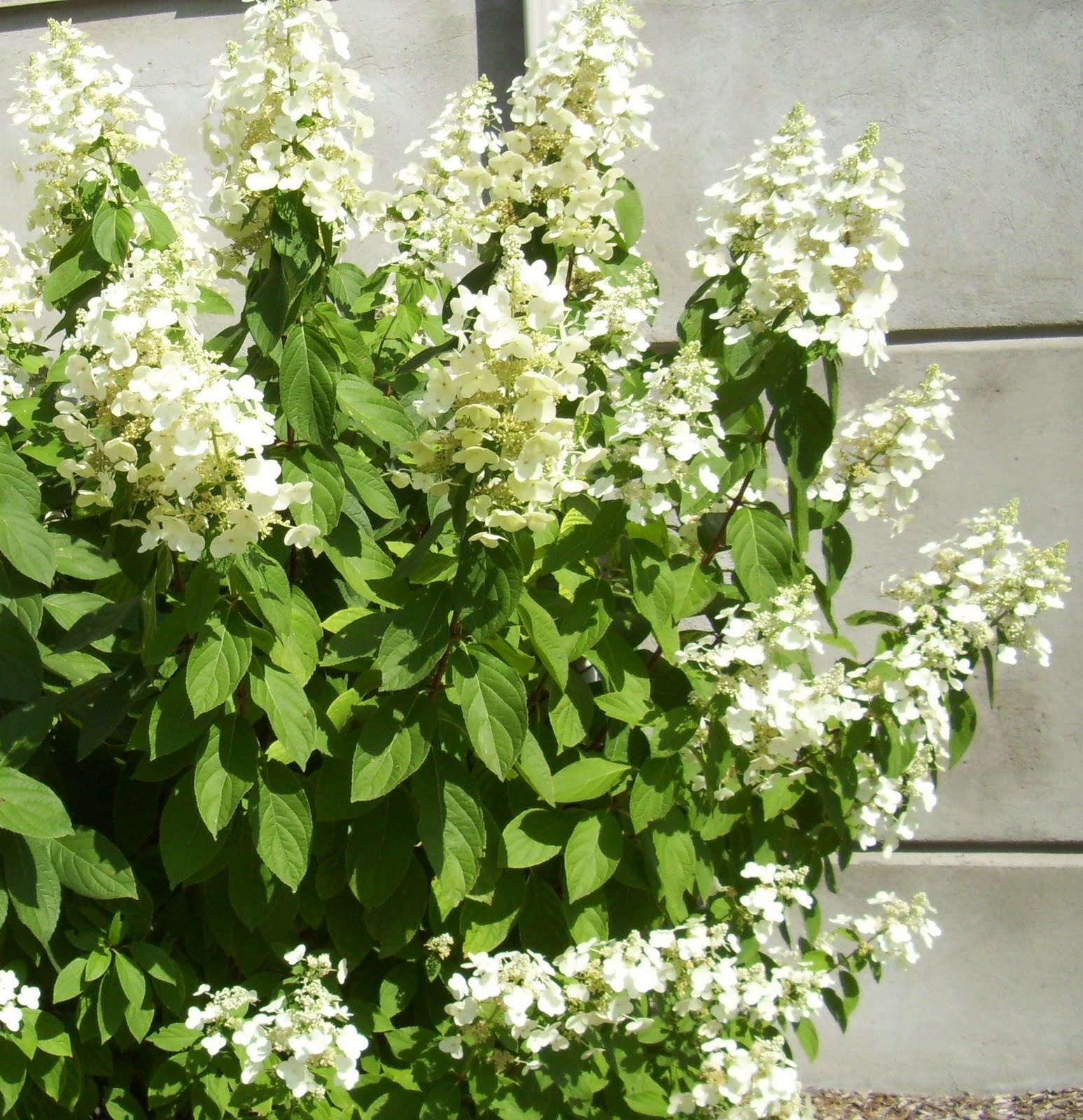 KHS: Plant Library: Hydrangea paniculata 39;Unique39;  Unique Hydrangea