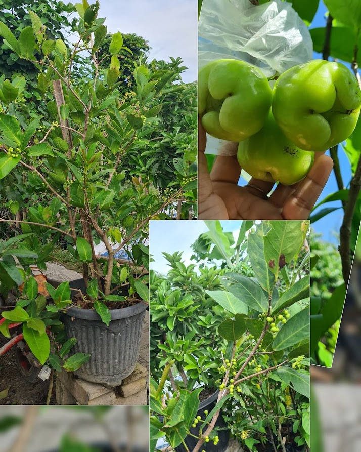 bibit jambu air madura di medan