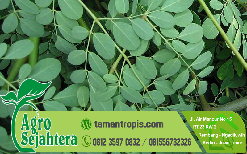 Beli Daun Kelor Surabaya Beli Daun Kelor Surabaya