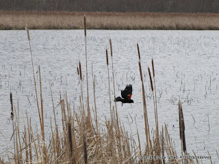 Red-winged Blackbird