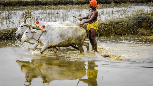 ତା' ଦାନର ନାହିଁ  ତୁଳ - କବିତା ମହାନ୍ତି