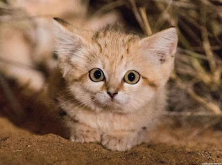 Mengenal Kucing Gurun yang Lucu