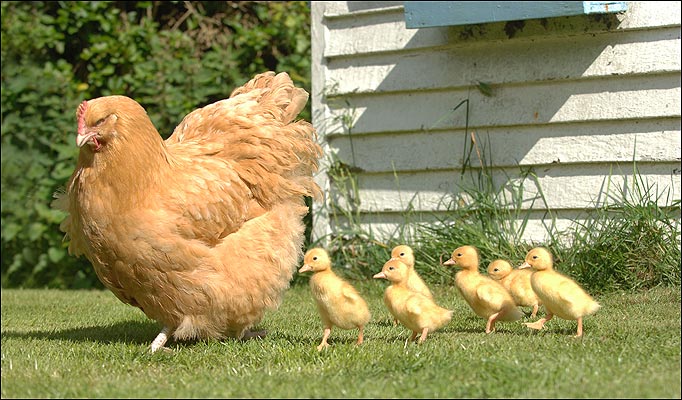 Tangkap Anak  Ayam  Di Waktu Senja AKU BUDAK FELDA