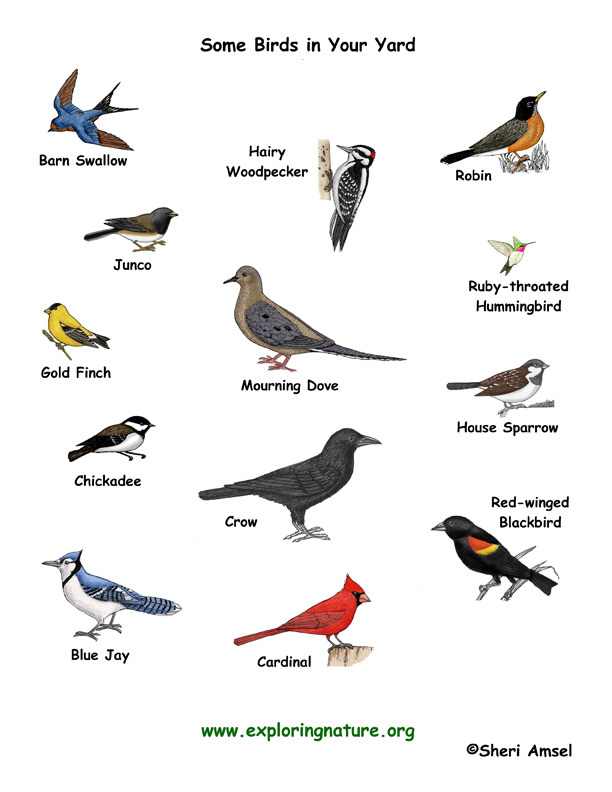 types of birds  pet.38